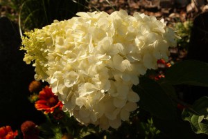 Hortensja bukietowa Polar Bear Hydrangea c3 zdjęcie 6